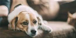 鱼的记忆只有7秒的话，那么狗狗的记忆是一生