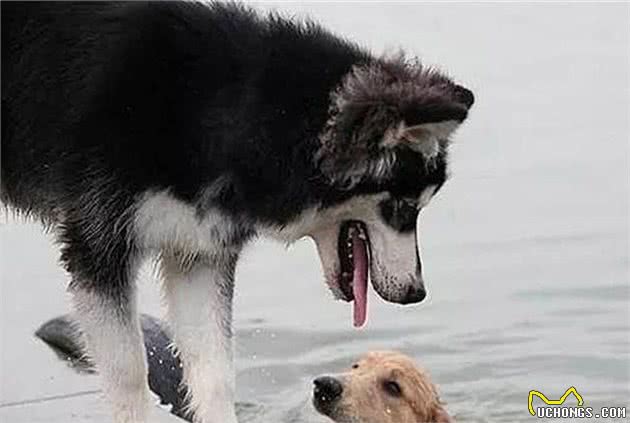 主人带狗狗们去游泳，二哈被金毛犬拖下水，奋力挣扎后累倒在岸边