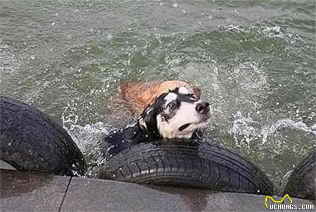 主人带狗狗们去游泳，二哈被金毛犬拖下水，奋力挣扎后累倒在岸边