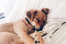 狗狗晚上睡不好？从以下2点来判别，睡眠不好问题可能很严重