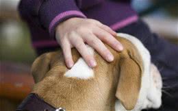 狗狗喜欢主人摸这几个地方，一摸就很享受，陌生人别乱摸哦