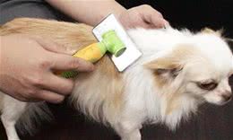 让狗狗远离寄生虫狗的工具有哪些