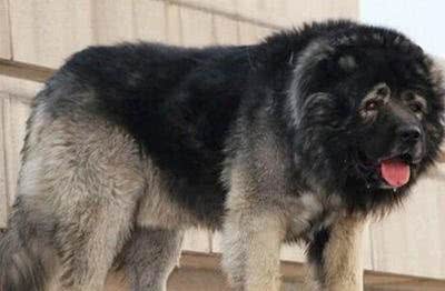 高加索犬饲养方法免疫注射每一年一次