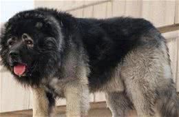 高加索犬饲养方法免疫注射每一年一次