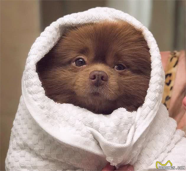 一只神似小熊的博美犬，因为长相被丢弃，结果成了网红……