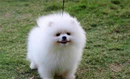 一只神似小熊的博美犬，因为长相被丢弃，结果成了网红……