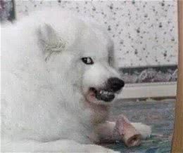 萨摩耶犬有这6大缺陷，饲养前请三思