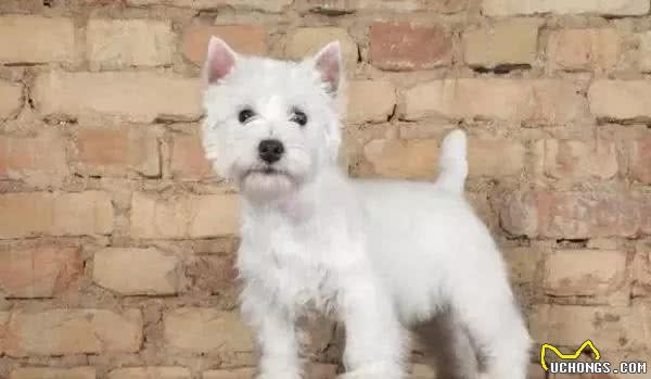 你知道西高地白梗犬是什么梗吗？听说比喵星人还管用呢~
