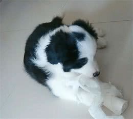 狗为什么喜欢啃咬东西？并且长大了还改不了这个习惯