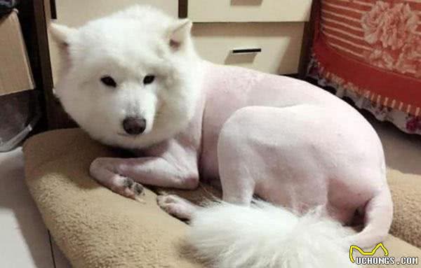 狗狗到底应不应该剃毛？你要知道，狗狗剃毛危害大