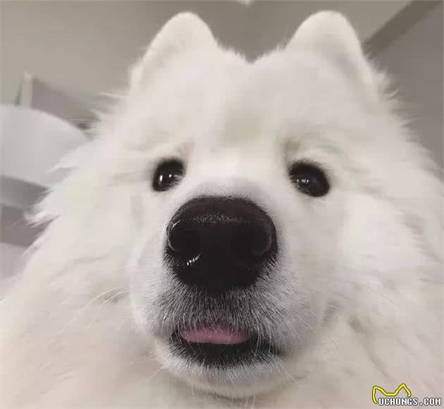 为什么狗子吐舌头是可爱，而我就是油腻呢？