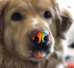 为什么狗子吐舌头是可爱，而我就是油腻呢？
