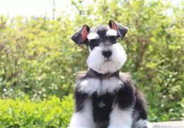 纯种雪纳瑞犬，外貌有这些特点，你家的爱犬有吗？