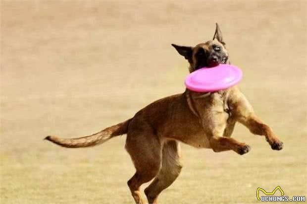 7大猎犬排行榜，马犬仅排第三，第一位众望所归