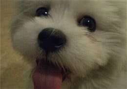 拉萨犬怎么养挑选适合狗狗吃的犬粮