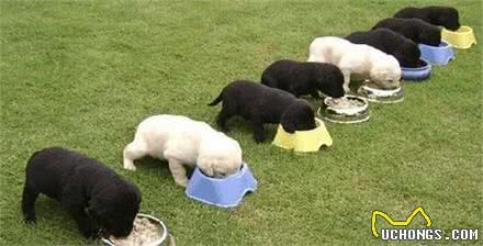 定时，定量，定点给犬喂食有什么好处？
