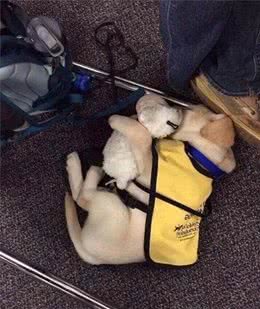 工作时英姿飒爽的工作犬狗狗，下班后你真的知道是什么样子吗