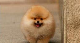 买博美犬怎么挑选什么样的博美不建议购买