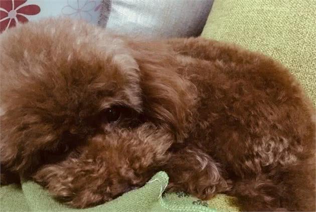 狗狗抑郁了，主人该怎么办