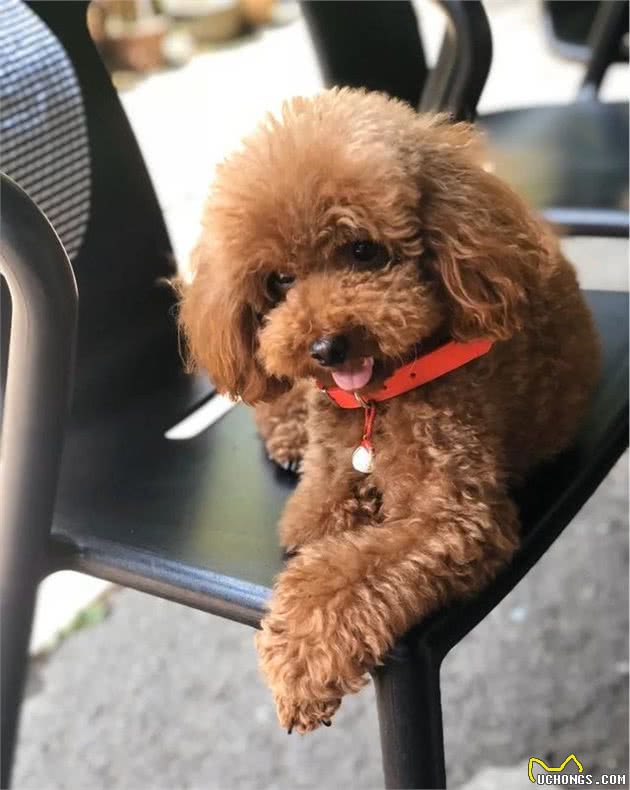 狗狗抑郁了，主人该怎么办
