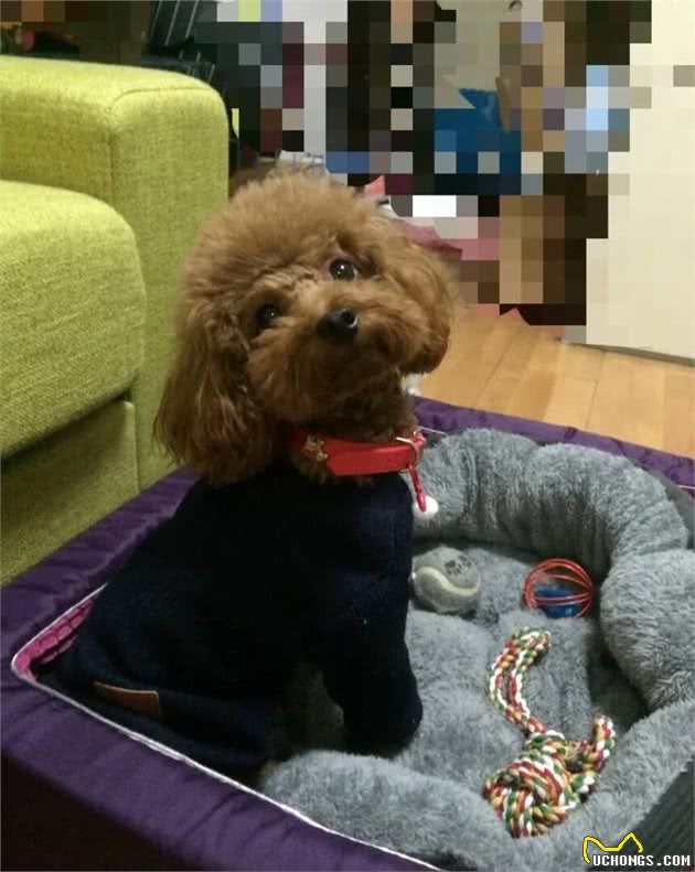 狗狗抑郁了，主人该怎么办