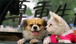宠物养护知识：养狗狗之前，这些东西得提早豫备，免得措手不及