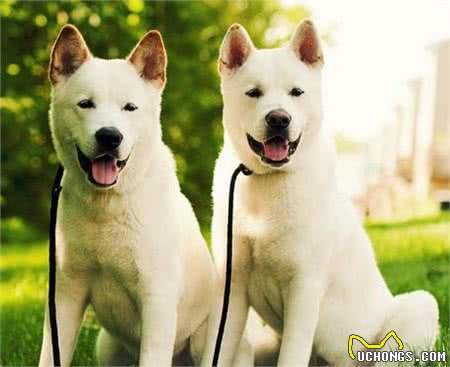 秋田犬区分如何识别纯种秋田犬的方法
