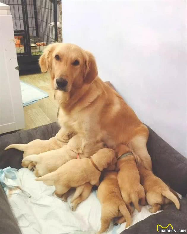 处于哺乳期的狗妈妈和狗宝宝需要注意哪些问题？