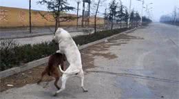 比特犬大战杜高，狗咬狗惨状不堪入目，看后令人掉泪！