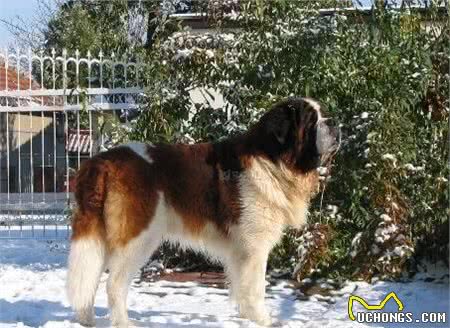 养圣伯纳犬费用高吗食物的支出占很大一部分