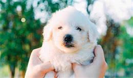 狗狗会缺钙吗？狗狗需要补钙吗？宠物专家来告诉你