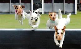 「训练攻略」怎么训练狗狗跨障碍