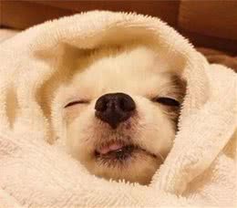 真的有必要给狗狗做绝育吗？