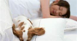 狗狗不同的睡姿代表不同的性格，我家是第二种，你家是哪一种？