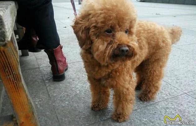 贵宾犬成长要经过的5个阶段，想成为可爱小天使还有很长的路要走