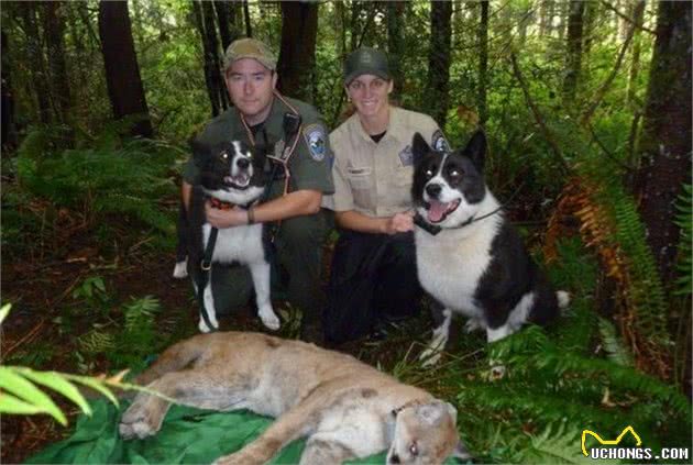 狗狗成野生动物保护专家，保护熊和旅客，还要智斗偷猎者