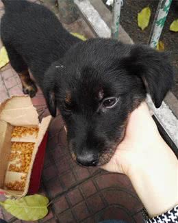 花450在市场买的金毛杂交犬，朋友看到都说赚了