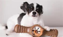 狗狗要是地位比主人高，会带来较多麻烦，把握4点让狗狗服从你