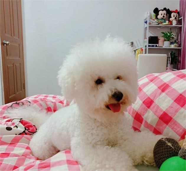 关于比熊犬的那些事儿，你想知道的都在这里