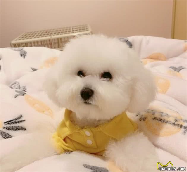 关于比熊犬的那些事儿，你想知道的都在这里