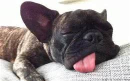 如何让狗狗充分的休息