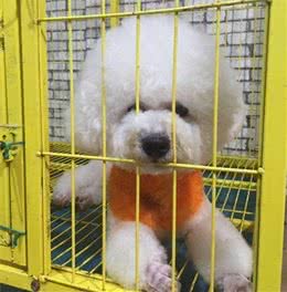 节假日狗狗寄养需谨慎，做好这几点，狗狗寄养有保障