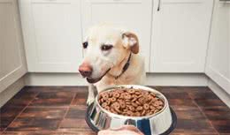狗狗不喜欢吃犬粮，是天生还是主人宠的？怎么纠正狗狗挑食？