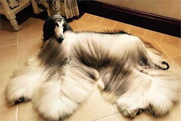 拥有一身漂亮毛发的阿富汗猎犬，美得让人惊讶！