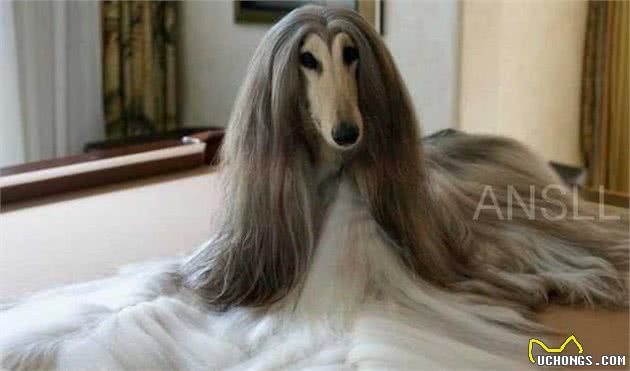 拥有一身漂亮毛发的阿富汗猎犬，美得让人惊讶！