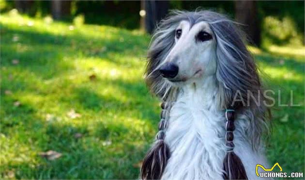 拥有一身漂亮毛发的阿富汗猎犬，美得让人惊讶！