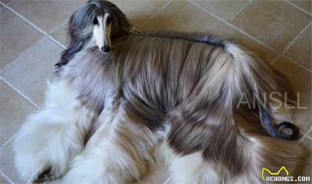拥有一身漂亮毛发的阿富汗猎犬，美得让人惊讶！
