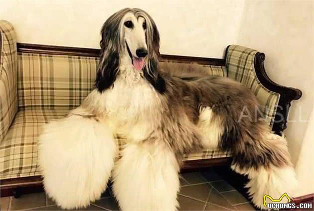 拥有一身漂亮毛发的阿富汗猎犬，美得让人惊讶！