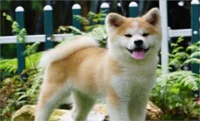 纯种秋田犬价格高吗,多少钱一只才最合理？