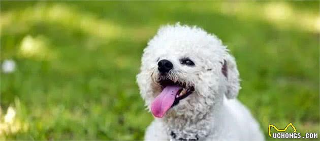 在购买比熊犬时，了解它的这些特点，对你一定是有帮助的？